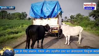 खाचरोद : गोवंश भरकर ले जा रहे पिकअप वहान को ग्रामीणों ने पकड़ा.. #bn #khachrod #ujjain #bhartiyanews
