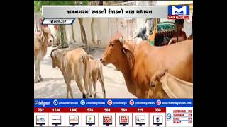 JAMNAGAR : રખડતા ઢોરનો ત્રાસ યથાવત | MantavyaNews