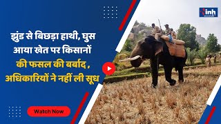 MPNews : झुंड से बिछड़ा हाथी, घुस आया खेत पर किसानों की फसल की बर्बाद ,अधिकारियों ने नहीं ली सूध