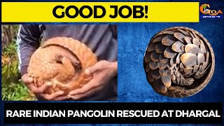#GoodJob! Rare Indian pangolin rescued at Dhargal