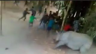 Rhino attack on villagers in India || মিচিং মানুহৰ গাঁৱত গড়ৰ আক্ৰমণ