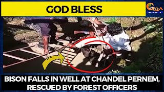 God Bless! Bison falls in well at Chandel Pernem, rescued by forest officers