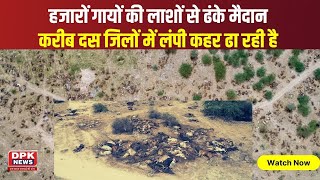 गायों का क़ब्रिस्तान… ये हैं राजस्थान| Rajasthan News | Lumpy Skin Disease | DPK  NEWS