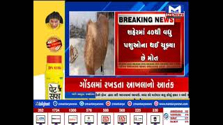 અમરેલી: વડિયામાં તંત્રની ઘોર બેદરકારી  | MantavyaNews