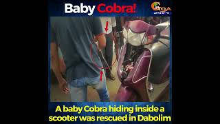 A baby Cobra hiding inside a scooter was rescued in Dabolim