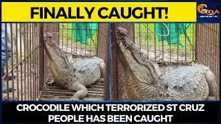 Finally caught! Crocodile which terrorized St Cruz people has been caught.