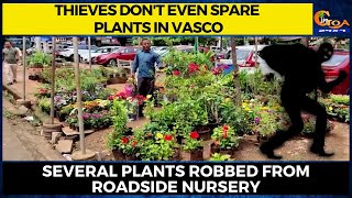 Thieves don't even spare plants in Vasco. Several plants robbed from roadside nursery