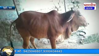 #धार : डेहरी में लंपी वायरस बीमारी के कारण गाय की मौत.. #bn #mp #dhar #bhartiyanews