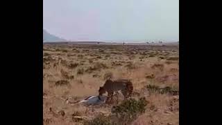 Leopard hunts Impala
