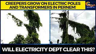 Creepers grow on electric poles and transformers in Pernem! Will electricity dept clear this?