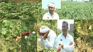 गुजरात से आए 4G नरमा की हालत देख हैरान हुए किसान, ऐसा भी हो सकता है, आप भी देखिए 4G की पूरी जानकारी