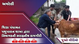 જુઓ....અમરેલી જિલ્લા પંચાયત પશુપાલન શાખા દ્વારા નિયામકની સરાહનીય કામગીરી