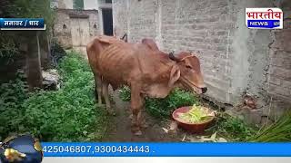 मनावर : ग्राम मेताखेडी में लंपी वायरस बीमारी के कारण गाय की मौत #bn #mp #dhar #manawar #lampivirus
