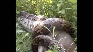A big deer impala eating by Python snake