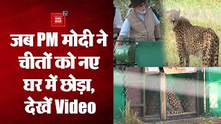 जब PM मोदी ने चीतों को उनके नए घर में छोड़ा, देखें Video | Cheetah in India