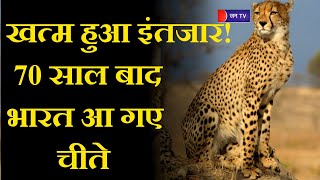 Project Cheetah | खत्म हुआ इंतजार! 70 साल बाद भारत आ गए चीते, Gwalior पहुंचे स्पेशल प्लेन से