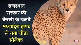 राजस्थान सरकार की बेरुखी के चलते मध्यप्रदेश झपट ले गया चीता  |Cheetah Is Back :Kuno National Park