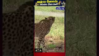 ఆఫ్రికా చీతాలను విడుదల చేసిన మోడీ | PM Modi releases 8 Cheetahs| Top Telugu TV