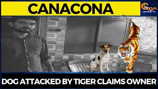 Dog attacked by tiger claims owner in Canacona