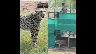 PM Narendra Modi released cheetahs brought from Namibia, to their new home Kuno National Park in MP