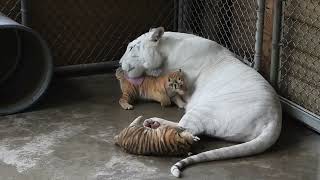 Lion mother feeds Tiger cub || সিংহই বাঘৰ পোৱালিক গাখীৰ দিয়া দৃশ্য