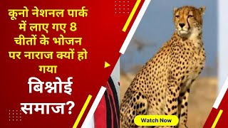 Cheetah in India  : 8 चीतों के भोजन पर नाराज क्यों हो गया बिश्नोई समाज ?