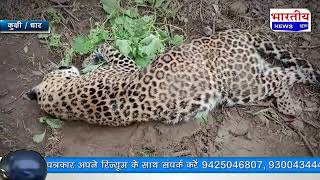 #धार : करंट लगने से तेंदुए की मौत,भुख में बिलबिलाते तेंदुवे ने शिकार के चक्कर मे गवाई जान #bn #mp