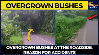 Overgrown bushes at the roadside, reason for accidents.