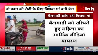 Madhya Pradesh NEWS : मजबूरी - पेट और परिवार की खातिर विधवा मां खींच रही बैलगाड़ी