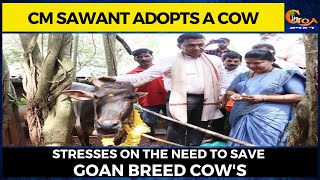 CM Sawant adopts a cow. Stresses on the need to save  Goan breed cow's