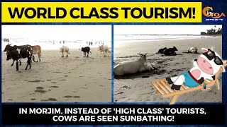 In Morjim, Instead of 'High Class' tourists, Cows are seen sunbathing!