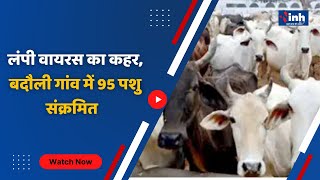 Lumpy Virus का बढ़ता कहर, Gwalior अंचल में मिले 95Animal Infected, 5000 गायों का हुआ Vaccination