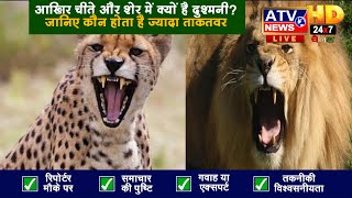 Cheetah vs Lion: आखिर चीते और शेर में क्यों है दुश्मनी? जानिए कौन होता है ज्यादा ताकतवर