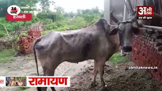 गाय प्रजाति लंपी वायरस की चपेट में