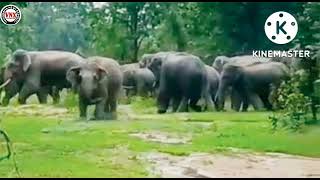 रानटी हत्तींचा कळप देसाईगंज तालुक्यात दाख