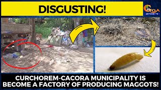 #Disgusting- Curchorem-Cacora municipality is become a factory of producing maggots!