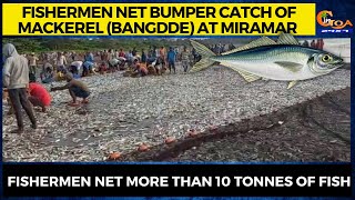 Fishermen net bumper catch of mackerel at Miramar ???????? Fishermen net more than 10 tonnes of fish