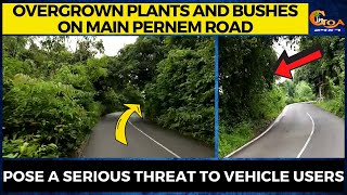 Overgrown plants and bushes on main Pernem Road. Pose a serious threat to vehicle users