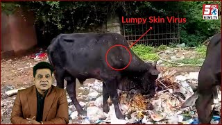 Hyderabad Ke Jaanwar Hue Virus Ka Shikaar | Lumpy Skin Disease |@Sach News