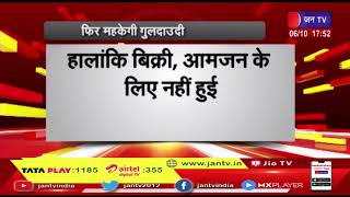 Jaipur News | राजस्थान यूनिवर्सिटी में सजेगी गुलदाउदी, गुलदाउदी की पौध गार्डन में की जा रही तैयार