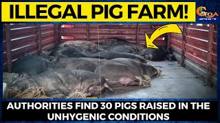 Illegal pig farm in the heart of Panjim city! Authorities find 30 pigs raised in unhygenic condition