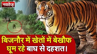 बिजनौर में खेतों में बेखौफ घूम रहे बाघ से दहशत!