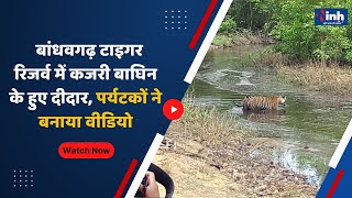 Umaria News : बांधवगढ़ Tiger Reserve में कजरी बाघिन के हुए दीदार, पर्यटकों ने बनाया Video