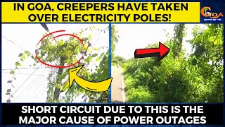 Creepers have taken over electricity poles! Short circuit is the major cause of power outages