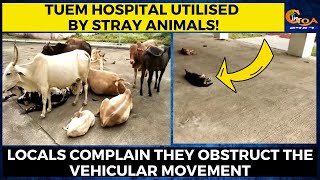 Tuem hospital utilised by stray animals! Locals complain they obstruct the vehicular movement