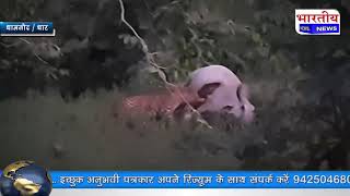 #Mandav मांडव तारापुर घाट में तेंदुए ने किया सांड का शिकार, Live video #bn #mp #mandu #dhar