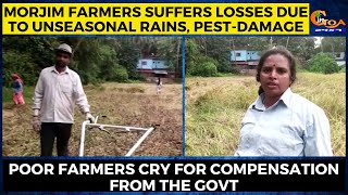 Morjim farmers suffer losses due to unseasonal rains, pest-damage cry for compensation from the Govt