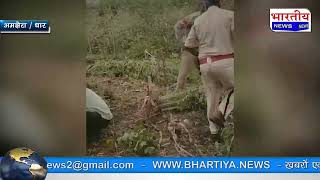 #dhar : अमझेरा पुलिस ने लगभग 33 लाख 12 हजार रु कीमत के 190 नग हरे पौधे गांजे के जप्त किये। #bn #mp