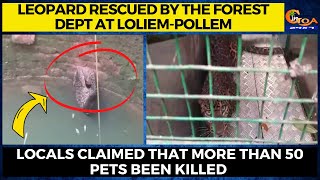 Leopard rescued by the forest dept at Loliem-Pollem.