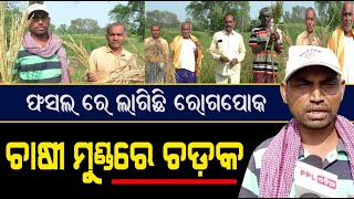 ରୋଗପୋକ ଲାଗି ଫସଲ ନଷ୍ଟ ଚିନ୍ତାରେ କାନ୍ଦୁଛି ଚାଷୀ | Farmers Affected In Nuapada District | PPL Odia
